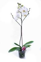 Phalaenopsis 12Cm